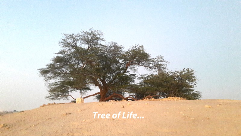 tree-of-life-in-bahrain