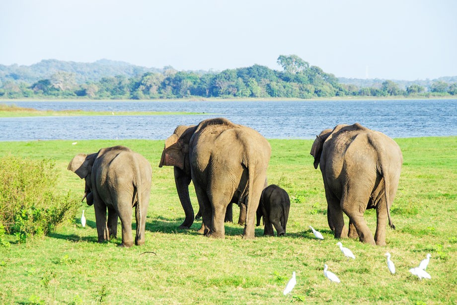 elephants in sri lanka